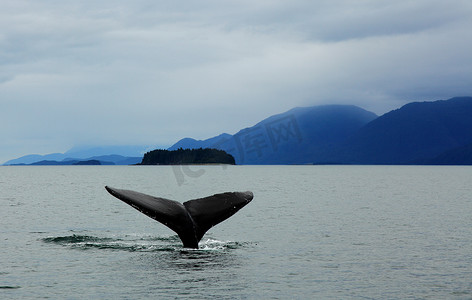 阿拉斯加的座头鲸尾巴