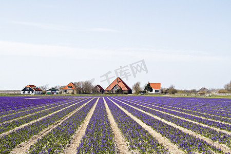 荷兰紫色花田中的传统农舍