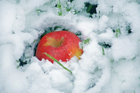 雪地上的红苹果