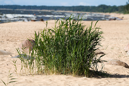 海草摄影照片_沙滩上的海草