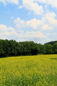 国家环境摄影照片_油菜花田