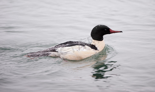 成年雄性普通秋沙鸭 (Mergus merganser) 游泳