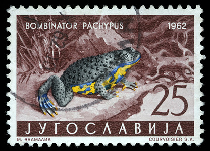 在南斯拉夫打印的邮票显示亚平宁黄腹蟾蜍