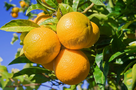 大自然水果摄影照片_树上的橙子
