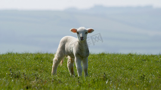 英国康沃尔郡绿草上的小羊羔