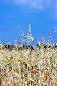夏日燕麦照片