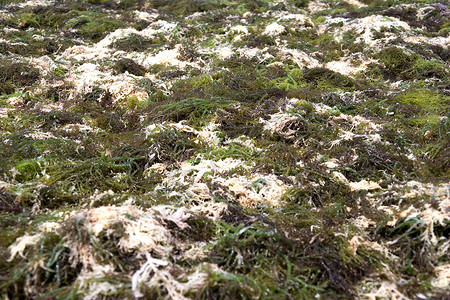 海藻干燥