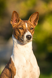 赤口摄影照片_巴森基犬小型猎犬品种