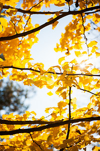 树枝间透过落叶的阳光特写拍摄