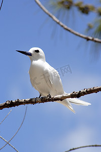 白色军舰鸟 (Gygis alba) 0005