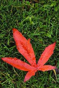 秋雨中草地上的红色落叶