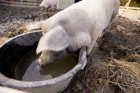 猪鼻子摄影照片_猪在水碗