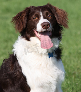 非常可爱的肝脏和白色牧羊犬 cross springer spaniel 宠物狗