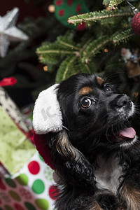 一只可爱的可卡犬和圣诞老人​​在圣诞树前