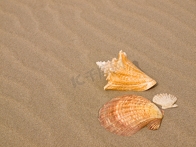 田园风摄影照片_风吹沙滩上的扇贝和海螺壳