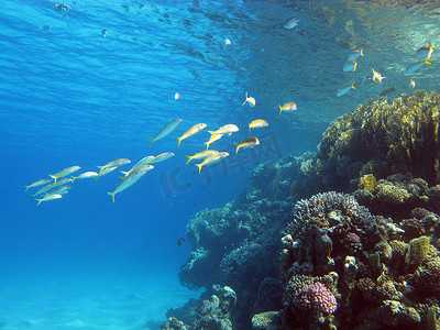 热带海底硬珊瑚群和羊头鱼群的珊瑚礁