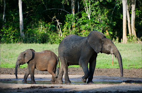 非洲森林摄影照片_非洲森林大象。