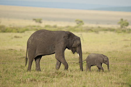 大象耳朵摄影照片_大象和它的小牛在大草原