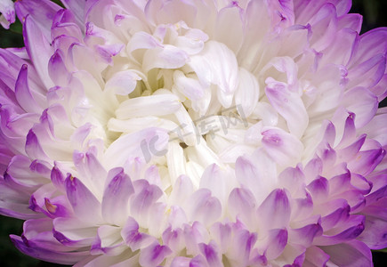 带紫色边缘的白色花瓣的紫苑花特写
