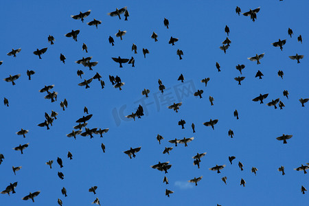 鸟归巢摄影照片_超大群的欧椋鸟