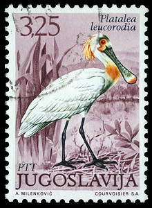 在南斯拉夫打印的邮票显示欧亚琵鹭