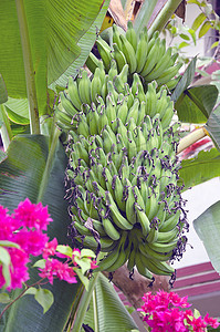 香蕉树与束年轻香蕉茎在亚洲