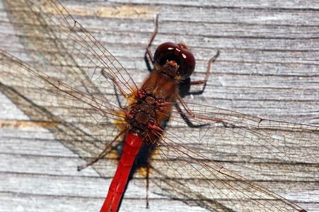 飞翔蜻蜓摄影照片_普通赤蜻蜓（）