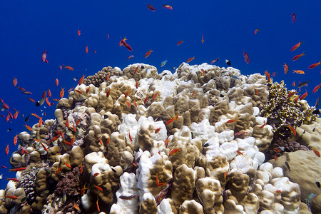 珊瑚礁与大鹿角珊瑚和异国情调的鱼 anthias 在热带海底