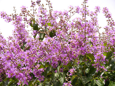 Bungor 的紫色花朵。 