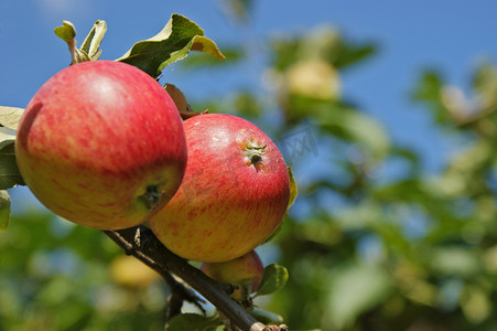 树上美丽的两个苹果