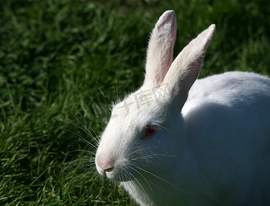 白皮毛摄影照片_白兔子