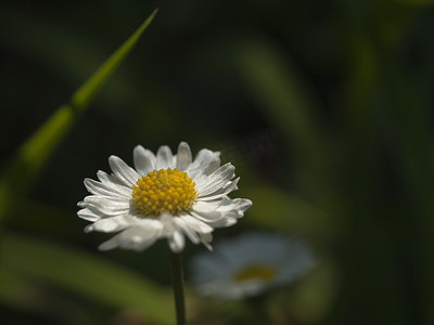 白色菊草花的特写照片