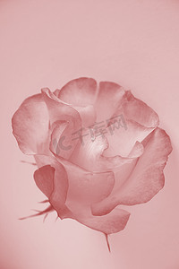 情人节玫瑰背景摄影照片_精致的玫瑰
