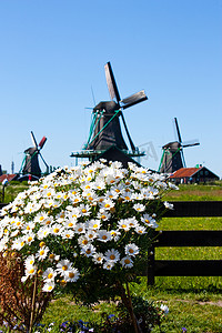 花在荷兰