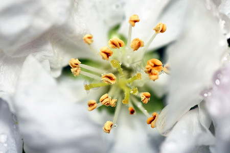 在苹果花里面