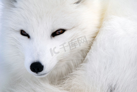 北极哨所摄影照片_白狐