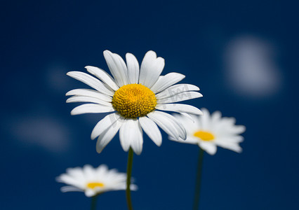 春季田野背景摄影照片_蓝天上的三朵洋甘菊