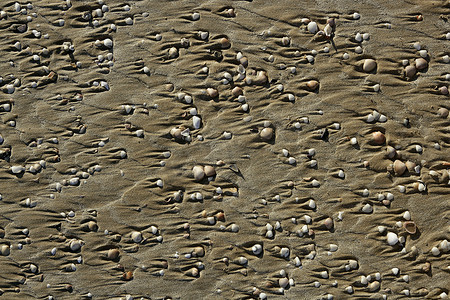 纹理鎏金摄影照片_与蛤壳的海滩沙子纹理