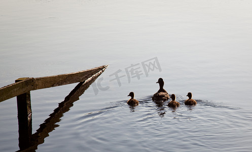 鸭子和小鸭子在湖边的篱笆旁游泳