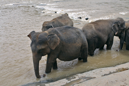 大象在河里
