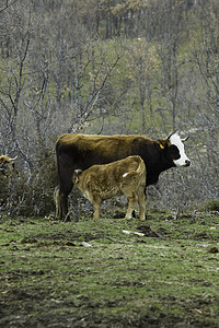 母牛和小牛摄影照片_棕色母牛和小牛在草原上哺乳