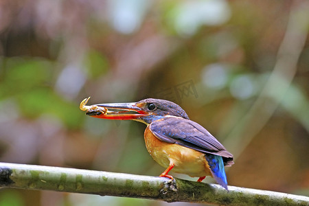 雌性蓝带翠鸟