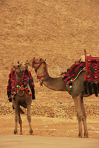 站在开罗卡夫拉金字塔旁的骆驼
