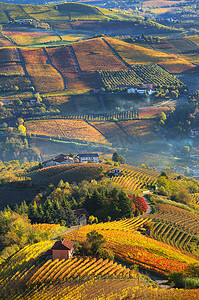 意大利皮埃蒙特的乡村房屋和秋季葡萄园。