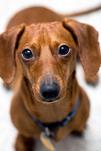 动物表情摄影照片_达克斯猎犬看着相机的忧虑表情
