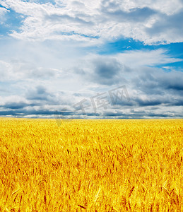 大麦天空摄影照片_戏剧性天空下的金色田野