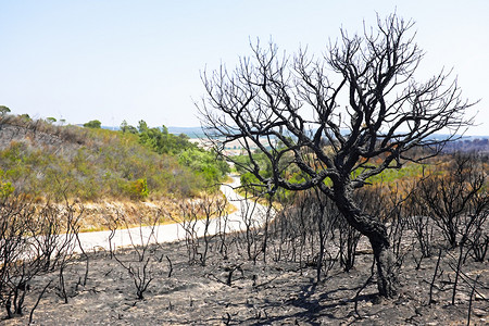 中火摄影照片_葡萄牙风景中黑色烧焦的软木树