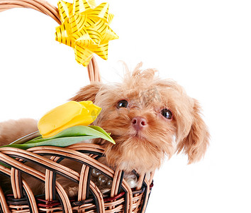在一个篮子里的小狗画像，上面放着鲜花。