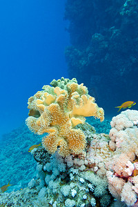 热带海底珊瑚礁与大黄软珊瑚