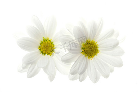 白底孤立两朵白雏菊花